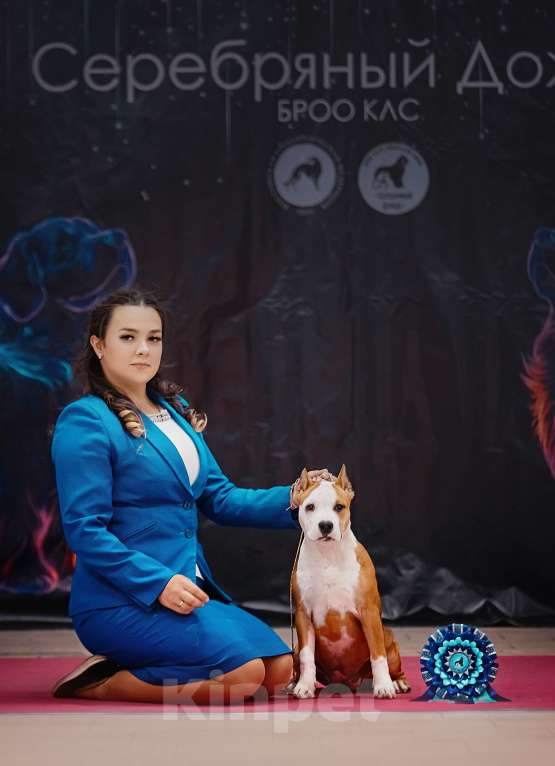 Собаки в Краснодаре: Шикарная девочка амстаффа  Девочка, 90 000 руб. - фото 2