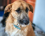 Собаки в Новосибирске: Ардан особенный пес ищет дом Мальчик, 1 руб. - фото 1