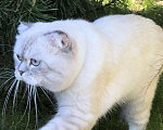 Кошки в Мытищах: Кот на вязку, 3 000 руб. - фото 5