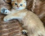 Кошки в Саратове: Вязка,nu 25,золотая шиншилла, 5 000 руб. - фото 6