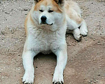 Собаки в Солнечногорске: Вязка, 1 руб. - фото 1