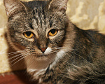 Кошки в Москве: Сибирская кошка полосатая кошка Ватрушка (метис), Бесплатно - фото 8