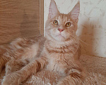 Кошки в Оленегорске: Мейн-кун котик, 15 000 руб. - фото 1