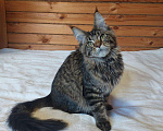Кошки в Ливны: Котята Мейн-кун, 60 000 руб. - фото 5