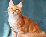 Кошки в Мытищах: Котенок Мейн-кун Мальчик, 40 000 руб. - фото 9
