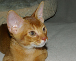 Кошки в Орле: Абиссинские котята Девочка, 20 000 руб. - фото 5