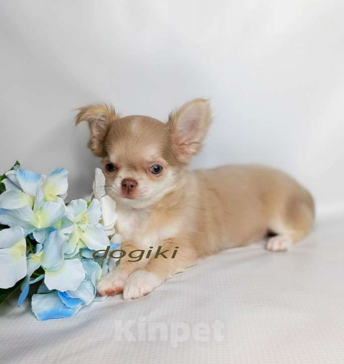 Собаки в Москве: Девочка чихуахуа  Девочка, 45 000 руб. - фото 3