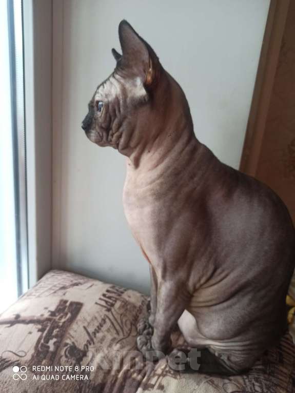 Кошки в Челябинске: Канадский сфинкс кот Мальчик, 40 000 руб. - фото 1