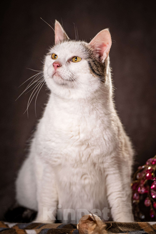 Кошки в Клине: Жорж - большой добряк Мальчик, Бесплатно - фото 2