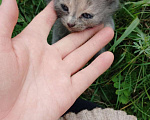 Кошки в других городах Челябинской области: Раздаëм котят, родились 26 июня Девочка, Бесплатно - фото 6