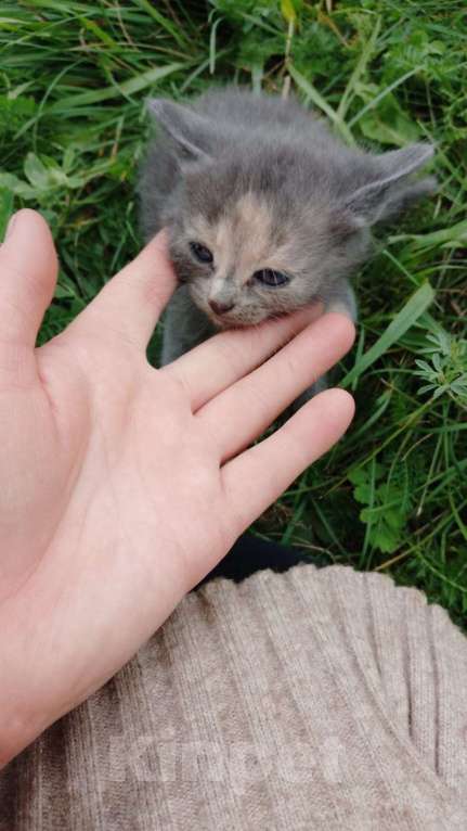 Кошки в других городах Челябинской области: Раздаëм котят, родились 26 июня Девочка, Бесплатно - фото 6