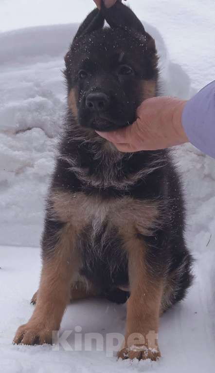 Собаки в Санкт-Петербурге: Шикарные щенки немецкой овчарки Девочка, 50 000 руб. - фото 4