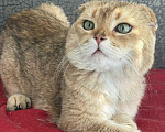 Кошки в Москве: Милош ищет дом Мальчик, Бесплатно - фото 2
