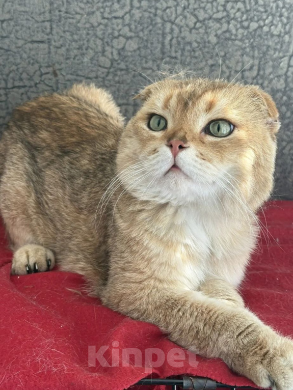 Кошки в Москве: Милош ищет дом Мальчик, Бесплатно - фото 2