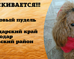 Собаки в Краснодаре: Потерялась маленькая рыжая собачка !  Девочка, 5 000 руб. - фото 2