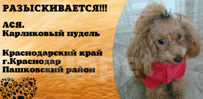Собаки в Краснодаре: Потерялась маленькая рыжая собачка !  Девочка, 5 000 руб. - фото 2