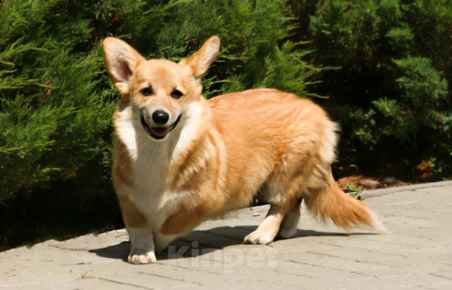 Собаки в Чапаевске: Девочка Элисия Спарк Девочка, 50 000 руб. - фото 2