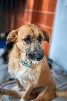 Объявление: Ардан особенный пес ищет дом, 1 руб., Новосибирск