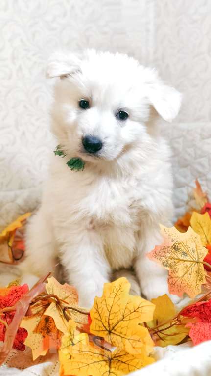Собаки в Иркутске: Щенки Белой Швейцарской Овчарки Мальчик, 50 000 руб. - фото 3