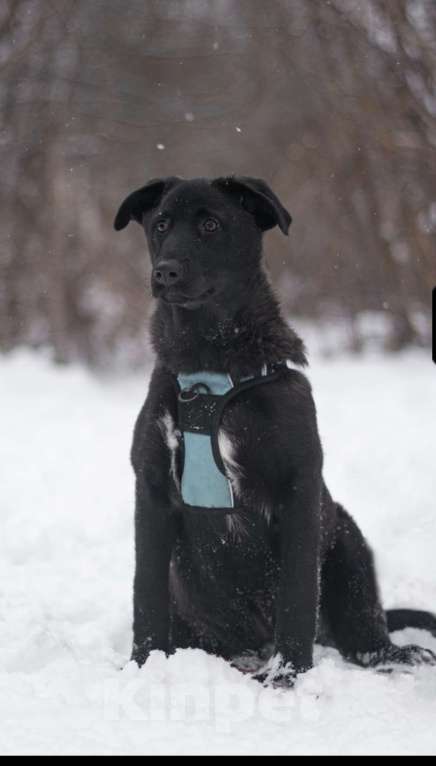 Собаки в Москве: Неро, черныш Мальчик, Бесплатно - фото 2