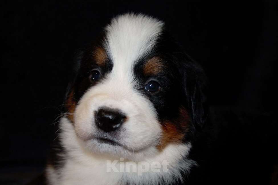Собаки в других городах Московской области: Бернский зенненхунд Девочка, 120 000 руб. - фото 6