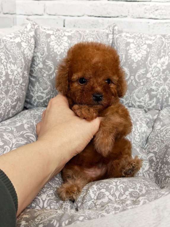 Собаки в Москве: Мальчик той пудель micro Мальчик, 90 000 руб. - фото 1