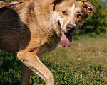 Собаки в Химках: Солнечный пес Мальчик, Бесплатно - фото 2