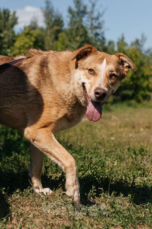 Собаки в Химках: Солнечный пес Мальчик, Бесплатно - фото 2