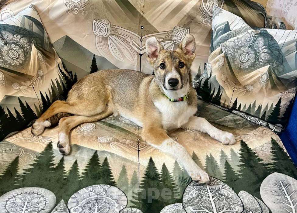 Собаки в других городах Московской области: Милана якутенок Девочка, Бесплатно - фото 1