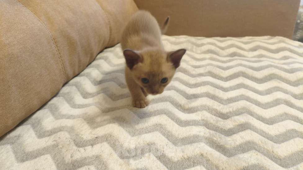 Кошки в Москве: Бурманский котенок Мальчик, 25 000 руб. - фото 2