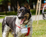 Собаки в Москве: Понтий Мальчик, Бесплатно - фото 3