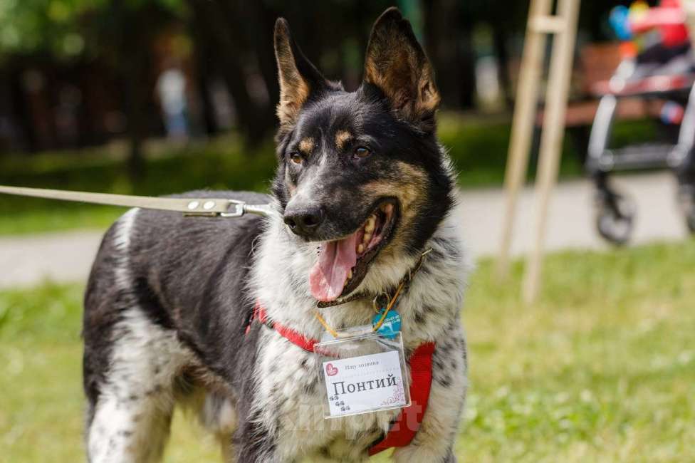 Собаки в Москве: Понтий Мальчик, Бесплатно - фото 3