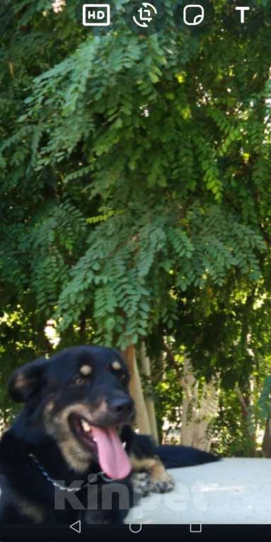 Собаки в Ростове-на-Дону: Потерялась собака. Мальчик, 1 руб. - фото 2