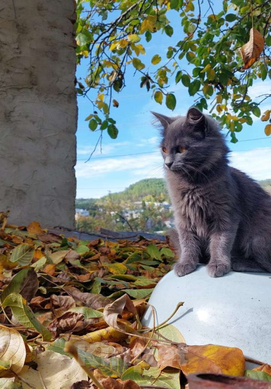 Кошки в Санкт-Петербурге: Красивая пушистая кошечка-подросток Девочка, Бесплатно - фото 1