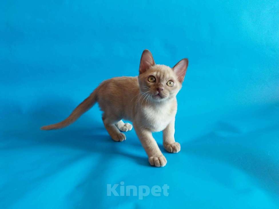 Кошки в Сертолово: Бурманские котята, 35 000 руб. - фото 1