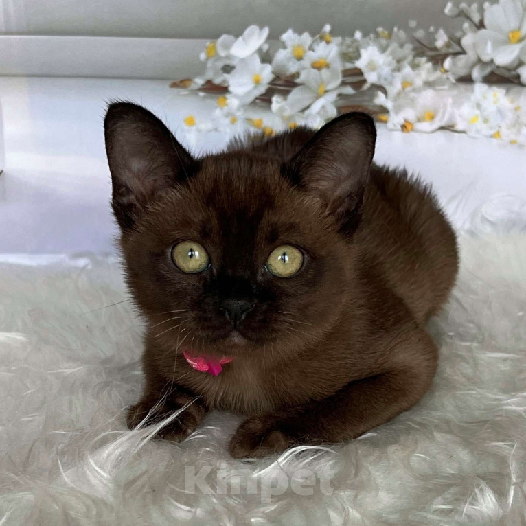 Кошки в Москве: Бурманский котёнок в соболином окрасе, девочка Девочка, 80 000 руб. - фото 1