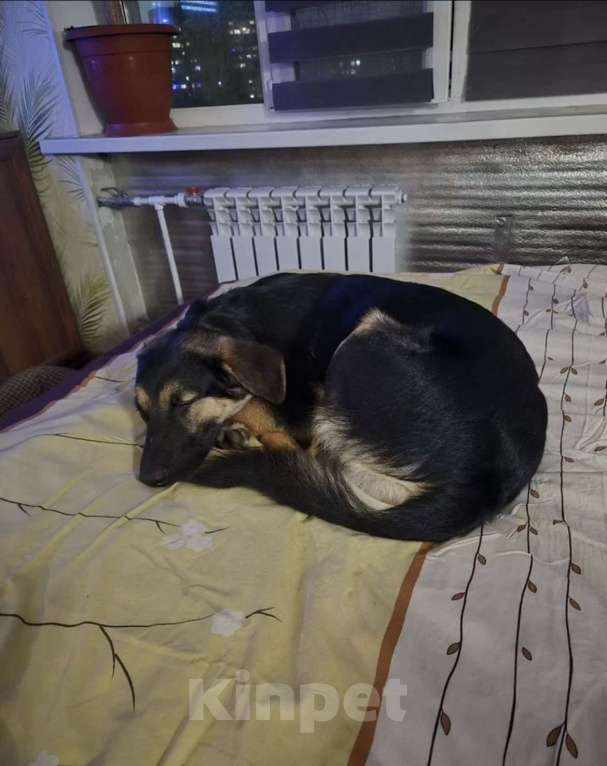 Собаки в Санкт-Петербурге: Веселый, игривый мальчишка ищет доброго, опытного хозяина и друга Мальчик, Бесплатно - фото 4