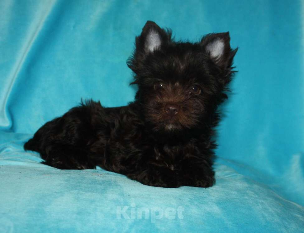 Собаки в Москве: Шоколадный йорк Девочка, 70 000 руб. - фото 4