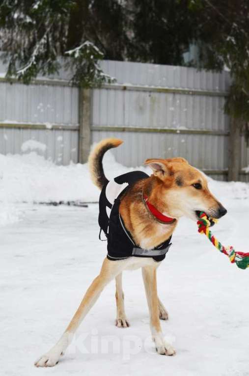 Собаки в Москве: Очень нужен дом для спокойного и воспитанного пёсика Лиона Мальчик, Бесплатно - фото 7