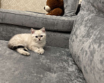 Кошки в Владикавказе: Продажа котят Девочка, Бесплатно - фото 1