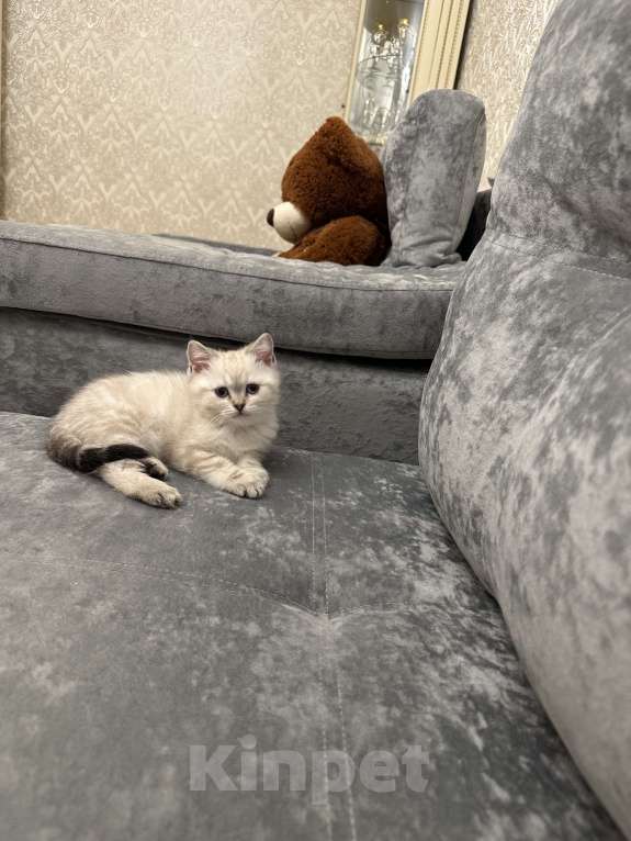 Кошки в Владикавказе: Продажа котят Девочка, Бесплатно - фото 1