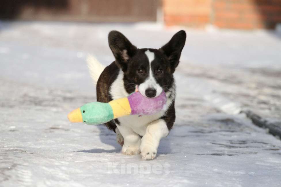 Собаки в Москве: Вельш корги кардиган Девочка, 25 000 руб. - фото 3