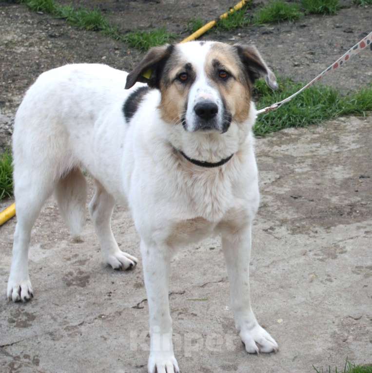 Собаки в Москве: Большая, добрая собака Жасмин в поиске любящей семьи Девочка, Бесплатно - фото 4