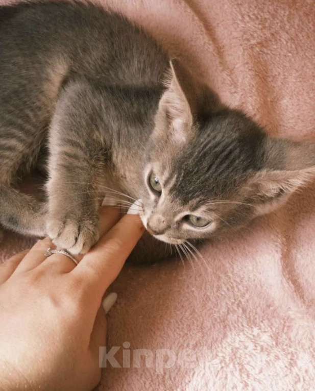 Кошки в Москве: Абиссинский котенок голубой Мальчик, 6 000 руб. - фото 4