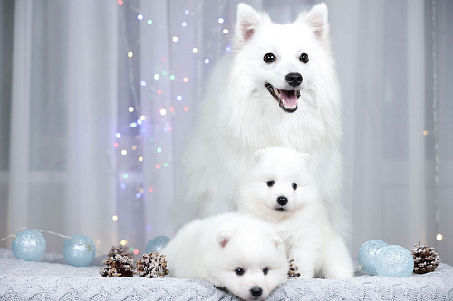 Японский шпиц щенки РКФ 