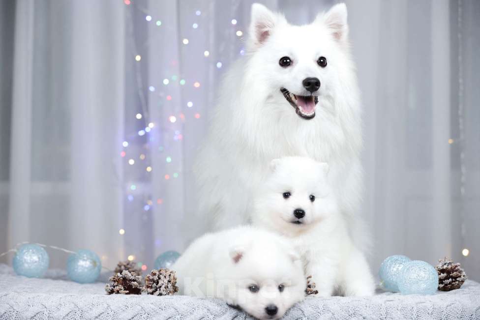 Собаки в Москве: Японский шпиц щенки РКФ  Девочка, 50 000 руб. - фото 1