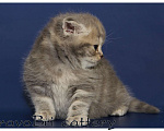 Кошки в Сургуте: Британские котята классических окрасов  Девочка, Бесплатно - фото 3