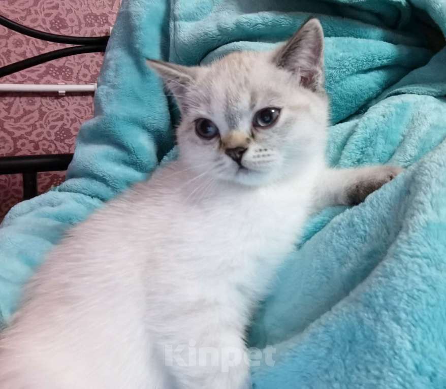Кошки в Москве: Британцы  Девочка, 12 000 руб. - фото 2