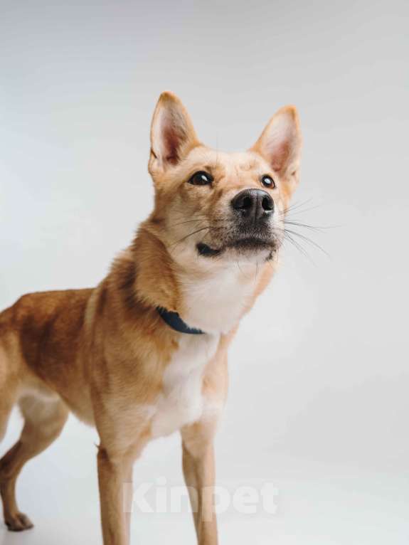 Собаки в Москве: Собака в добрые руки Мальчик, Бесплатно - фото 4