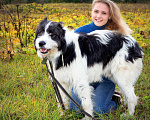 Собаки в Наро-Фоминске: Самый обаятельный и обнимательный: Гиджет Мальчик, Бесплатно - фото 2